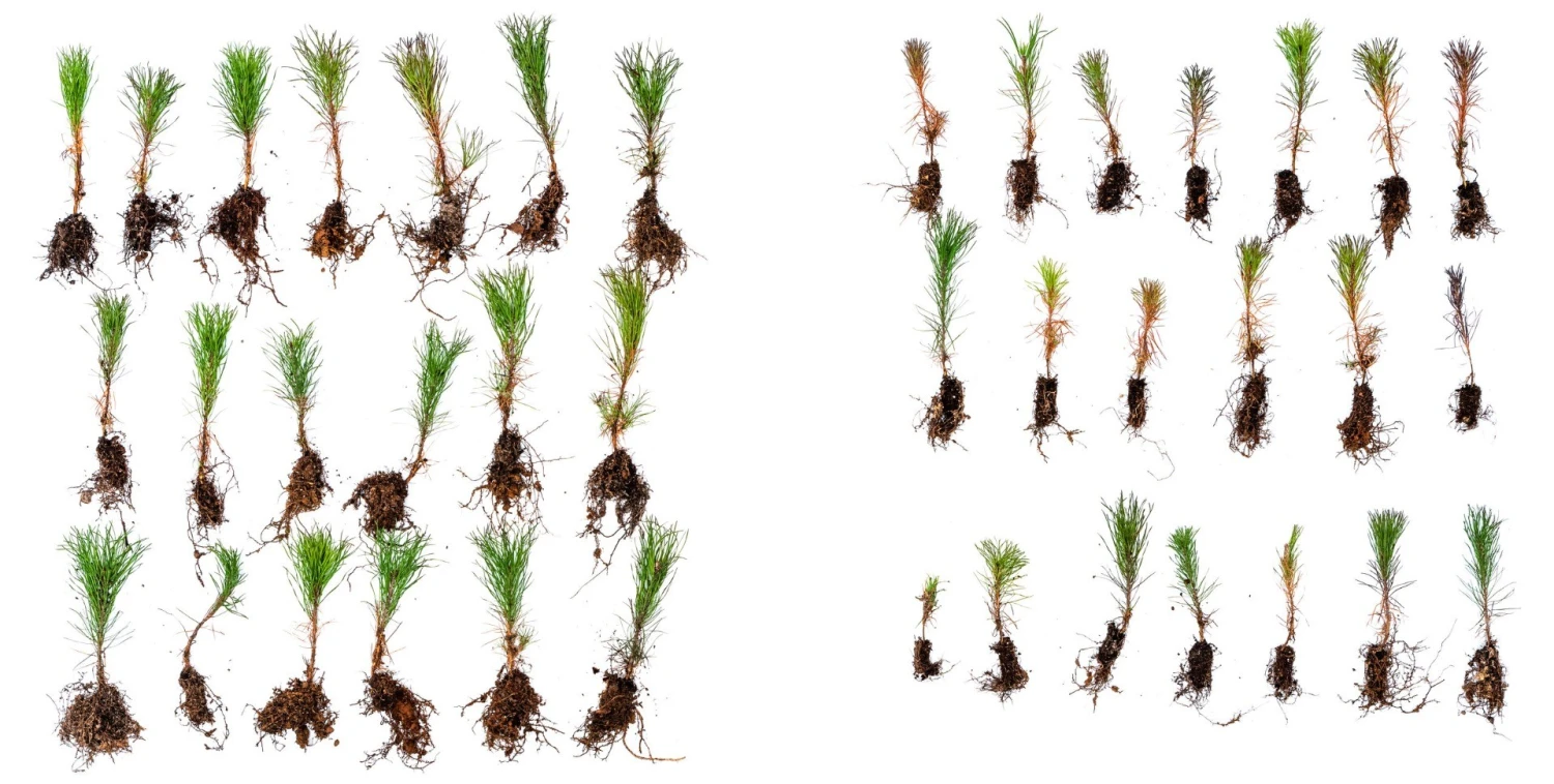 ArGrow Pottiputki 6 ArGrow Pottiputki - Image 4